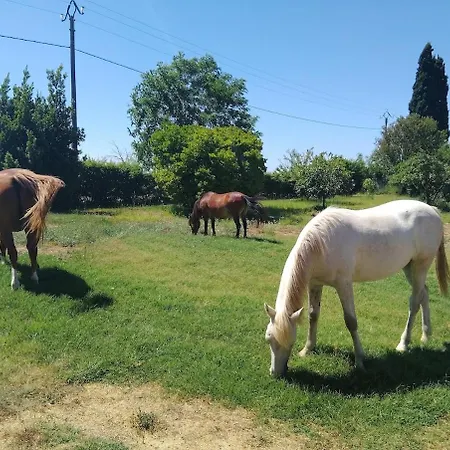 Avec Jardinet Dans Mas Equestre *