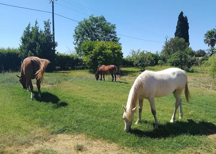 Mas Petite Panisse Equestre *